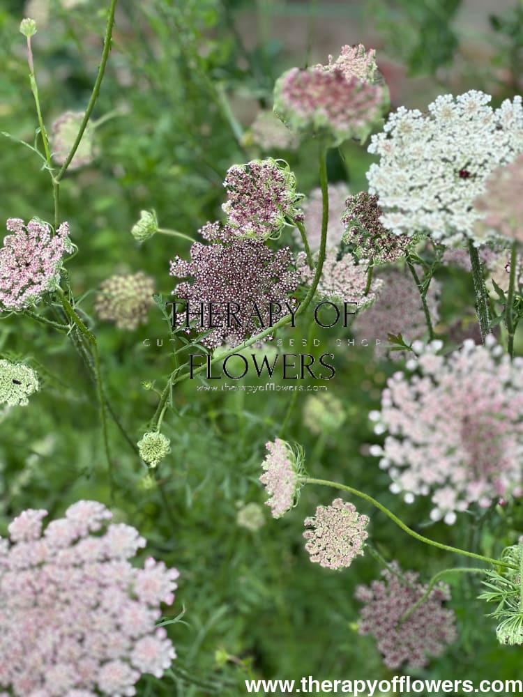 Daucus carota Dara therapyofflowers.com