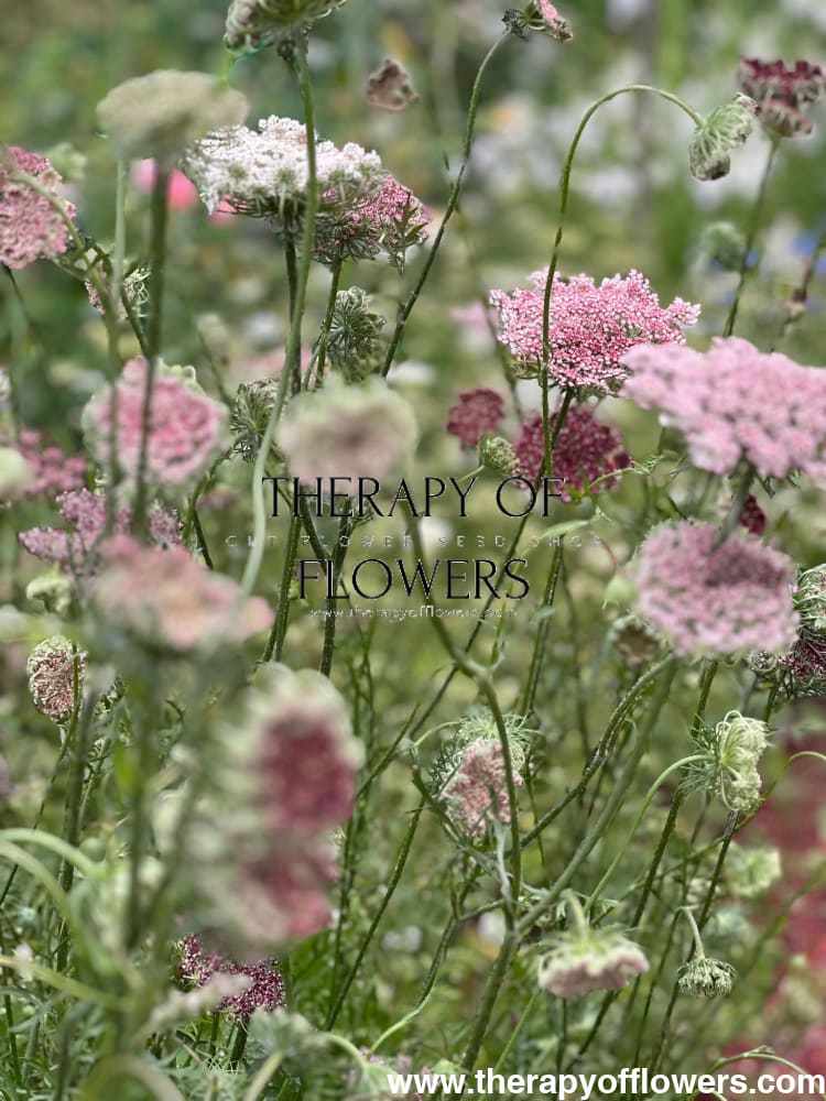 Daucus carota Dara therapyofflowers.com