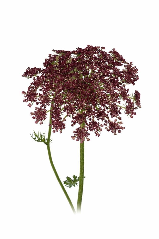 Daucus carota Purple Kisses | Wild Carrot - 40 seeds plus / Deep purple - Seeds