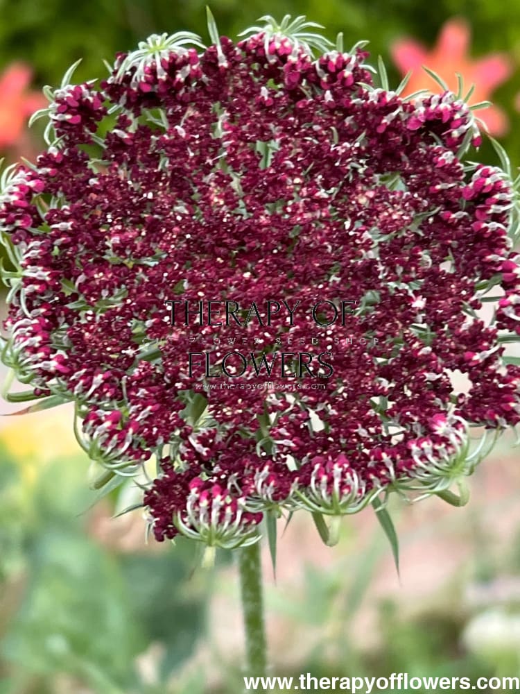 Daucus carota Purple Kisses | Wild Carrot therapyofflowers.com