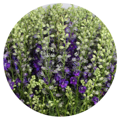 Delphinium consolida EVA Deep Blue | Larkspur therapyofflowers.com