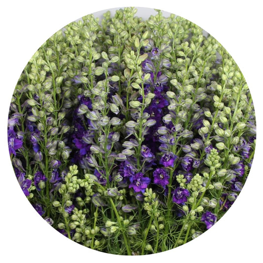 Delphinium consolida EVA Deep Blue | Larkspur therapyofflowers.com