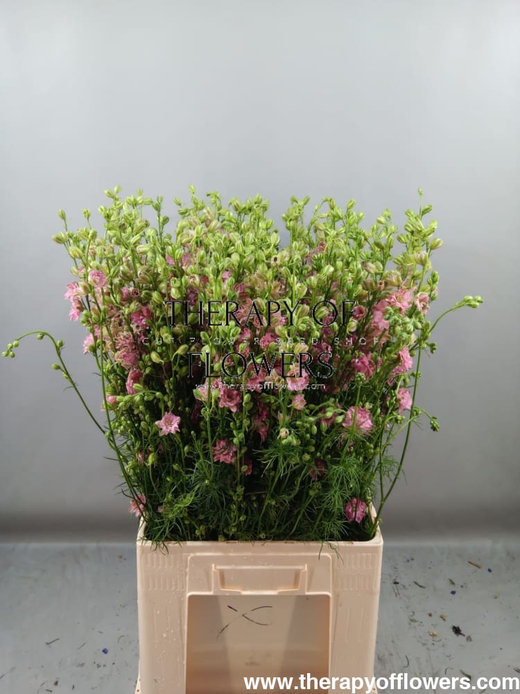 Delphinium consolida  EVA Salmon Pink | Larkspur therapyofflowers.com