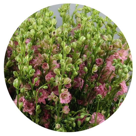Delphinium consolida  EVA Salmon Pink | Larkspur therapyofflowers.com