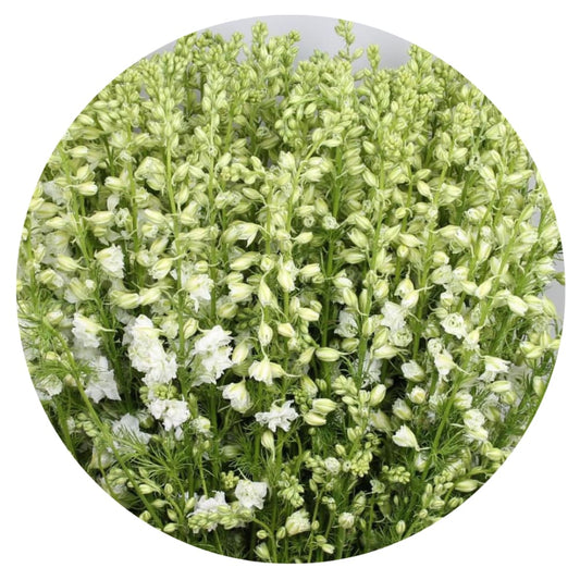 Delphinium consolida  EVA White | Larkspur therapyofflowers.com
