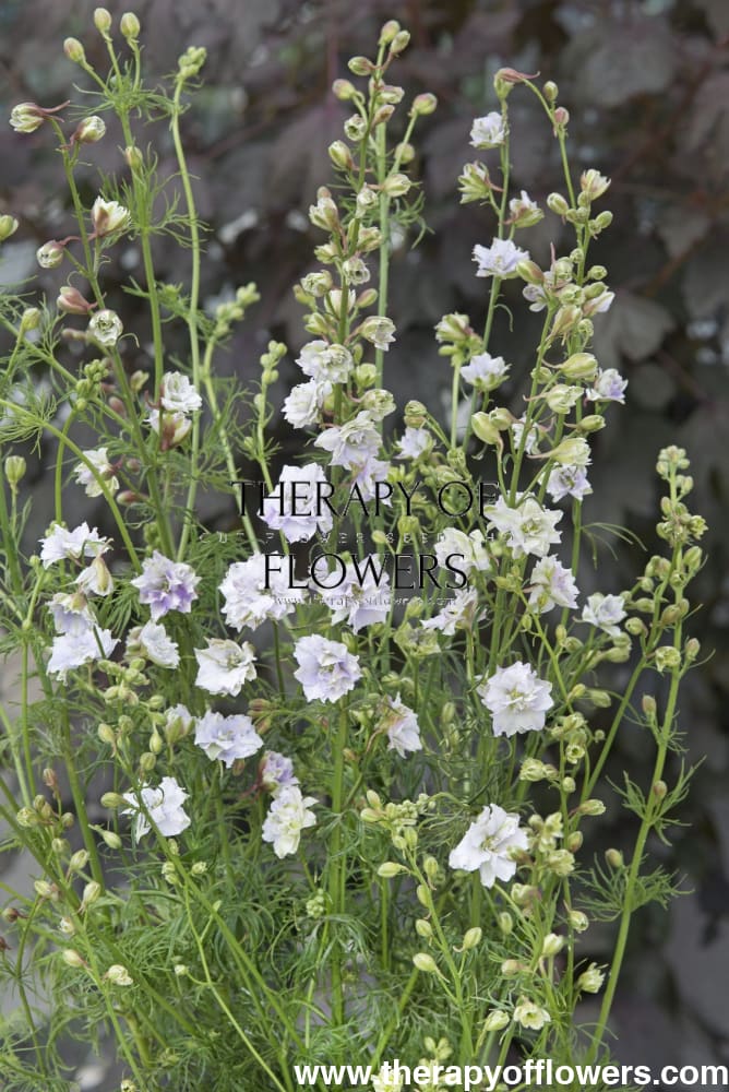 Delphinium consolida Fancy Smokey Eyes | Larkspur therapyofflowers.com