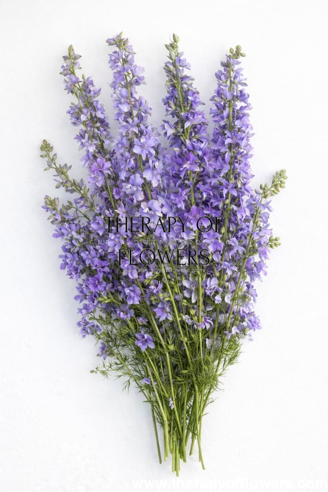 Delphinium consolida QIS® Light Blue | Larkspur - 0.2 gram / Light Blue - Seeds