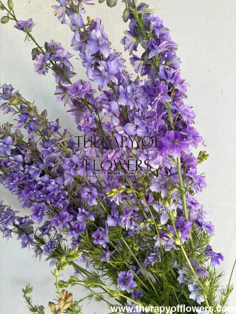 Delphinium consolida QIS® Light Blue | Larkspur therapyofflowers.com