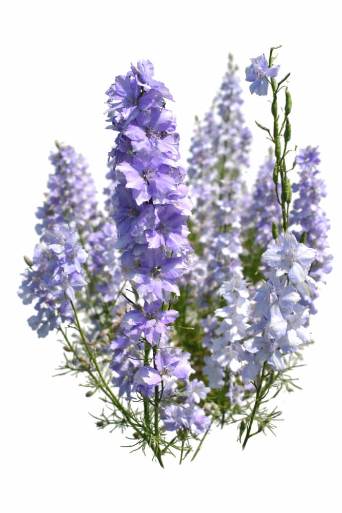 Delphinium consolida QIS® Light Blue | Larkspur - 0.2 gram / Light Blue - Seeds