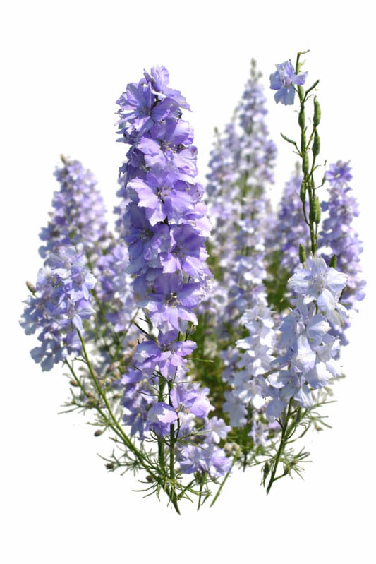 Delphinium consolida QIS® Light Blue | Larkspur - 0.2 gram / Light Blue - Seeds