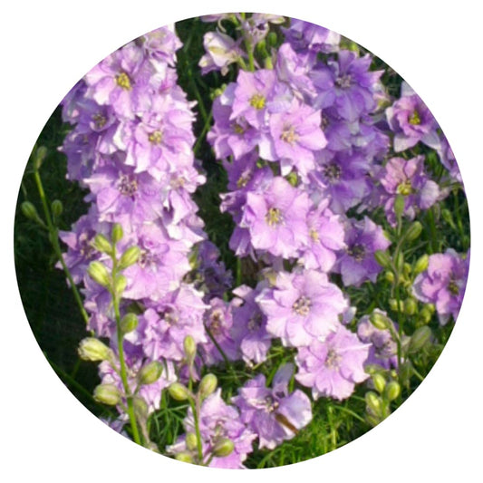 Delphinium consolida QIS® Light Blue | Larkspur therapyofflowers.com