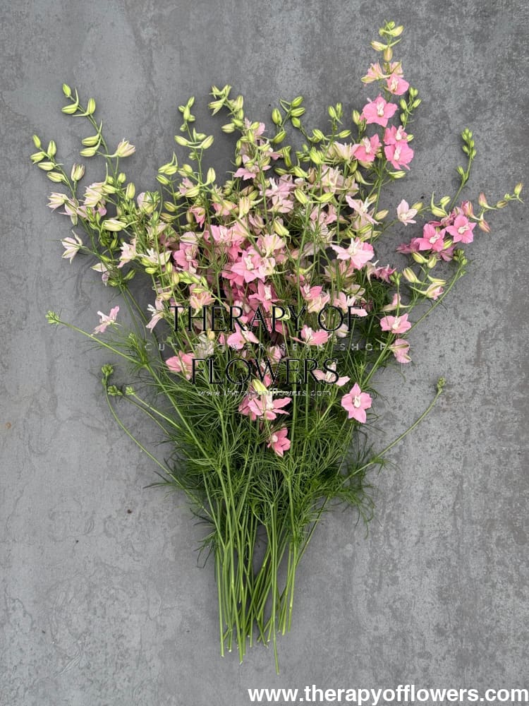 Delphinium consolida QIS® Light Pink | Larkspur therapyofflowers.com