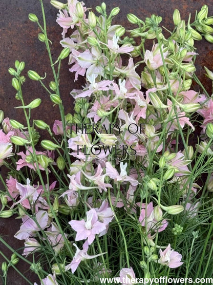 Delphinium consolida QIS® Light Pink | Larkspur therapyofflowers.com