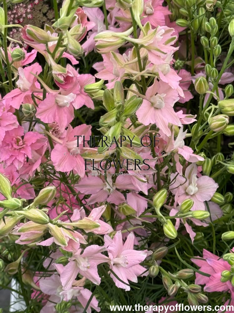 Delphinium consolida QIS® Light Pink | Larkspur therapyofflowers.com