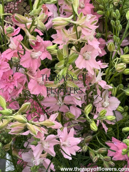 Delphinium consolida QIS® Light Pink | Larkspur therapyofflowers.com