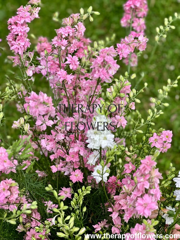 Delphinium consolida QIS® Light Pink | Larkspur therapyofflowers.com