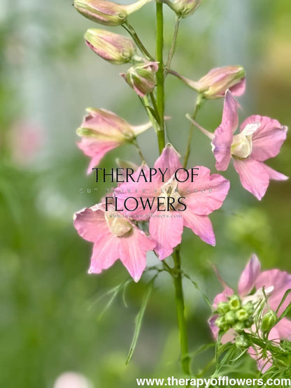Delphinium consolida QIS® Light Pink | Larkspur therapyofflowers.com