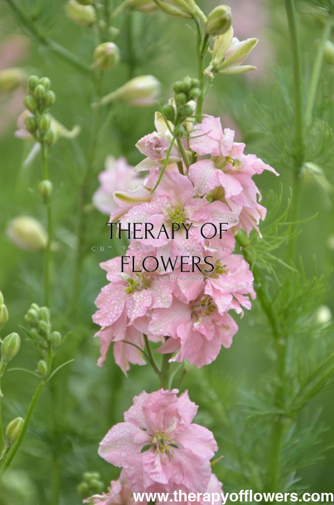 Delphinium consolida QIS® Light Pink | Larkspur - 40 seeds - Seeds