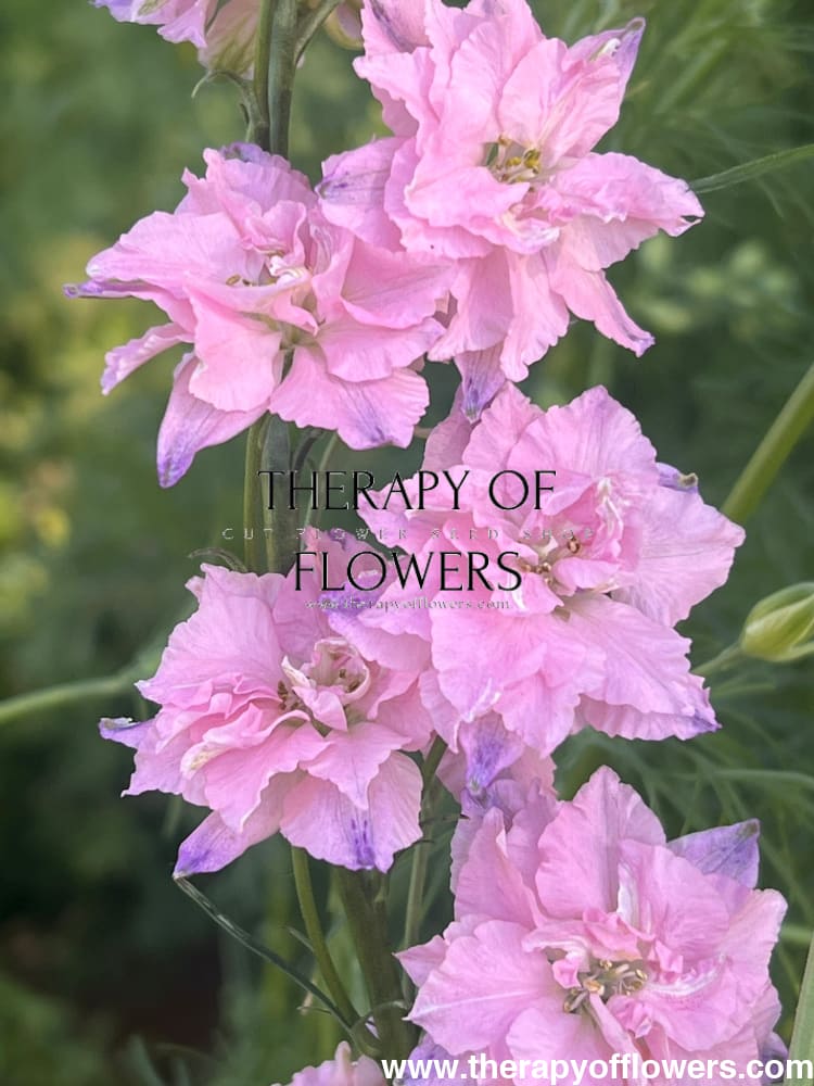 Delphinium consolida QIS® Light Pink | Larkspur therapyofflowers.com
