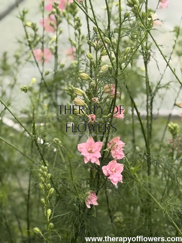 Delphinium consolida QIS® Light Pink | Larkspur therapyofflowers.com