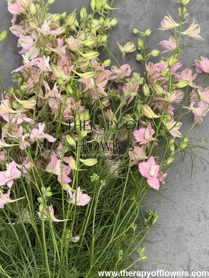 Delphinium consolida QIS® Light Pink | Larkspur therapyofflowers.com