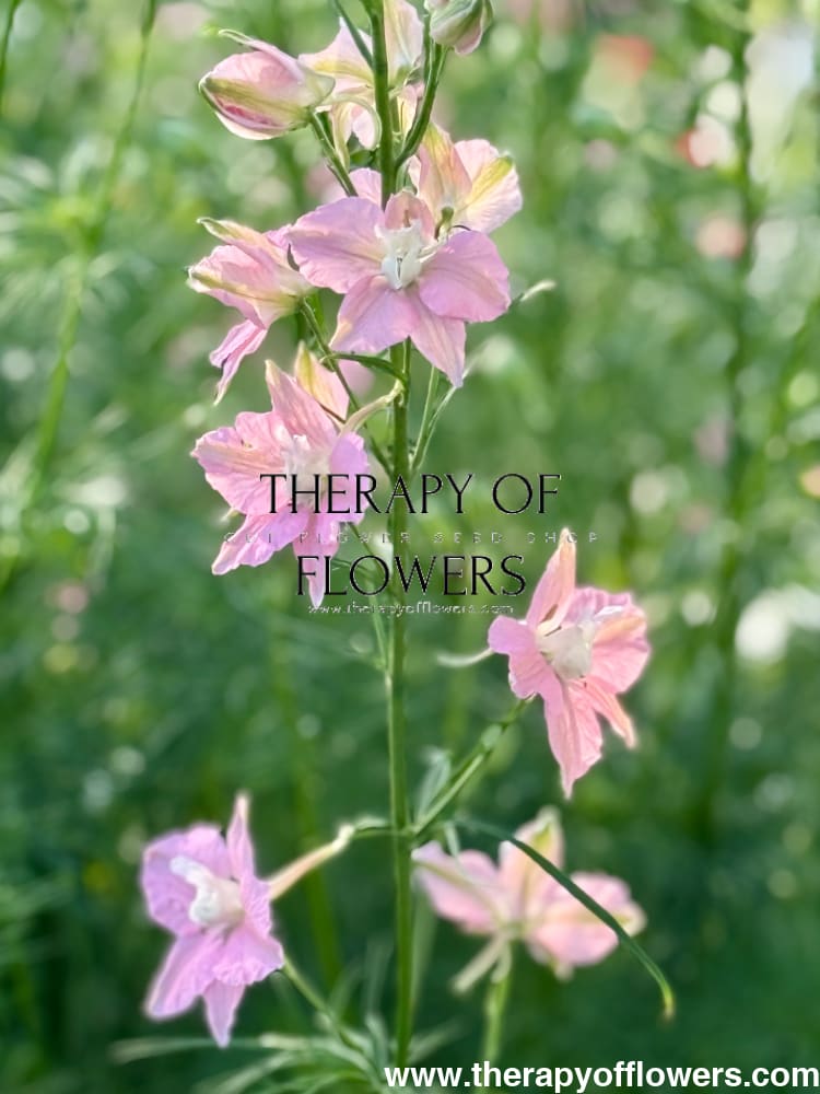 Delphinium consolida QIS® Light Pink | Larkspur therapyofflowers.com