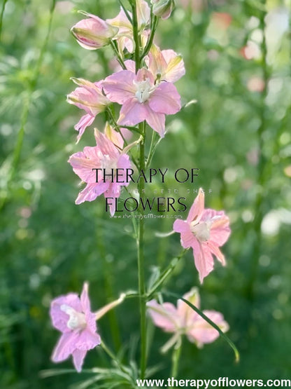Delphinium consolida QIS® Light Pink | Larkspur therapyofflowers.com