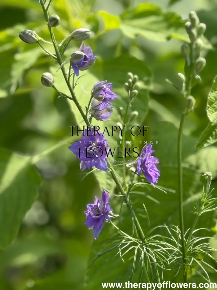 Delphinium consolida QIS® Lilac | Larkspur therapyofflowers.com