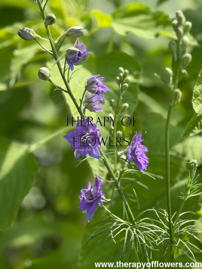 Delphinium consolida QIS® Lilac | Larkspur therapyofflowers.com