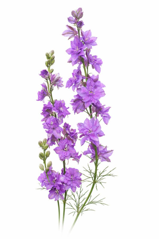 Delphinium consolida QIS® Lilac | Larkspur - 0.2 gram / Lilac Shades - Seeds