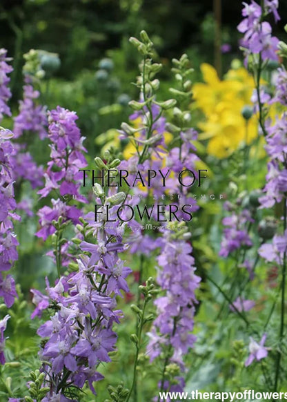 Delphinium consolida QIS® Lilac | Larkspur - 40 seeds - Seeds