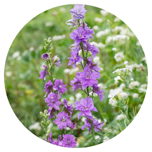 Delphinium consolida QIS® Lilac | Larkspur therapyofflowers.com
