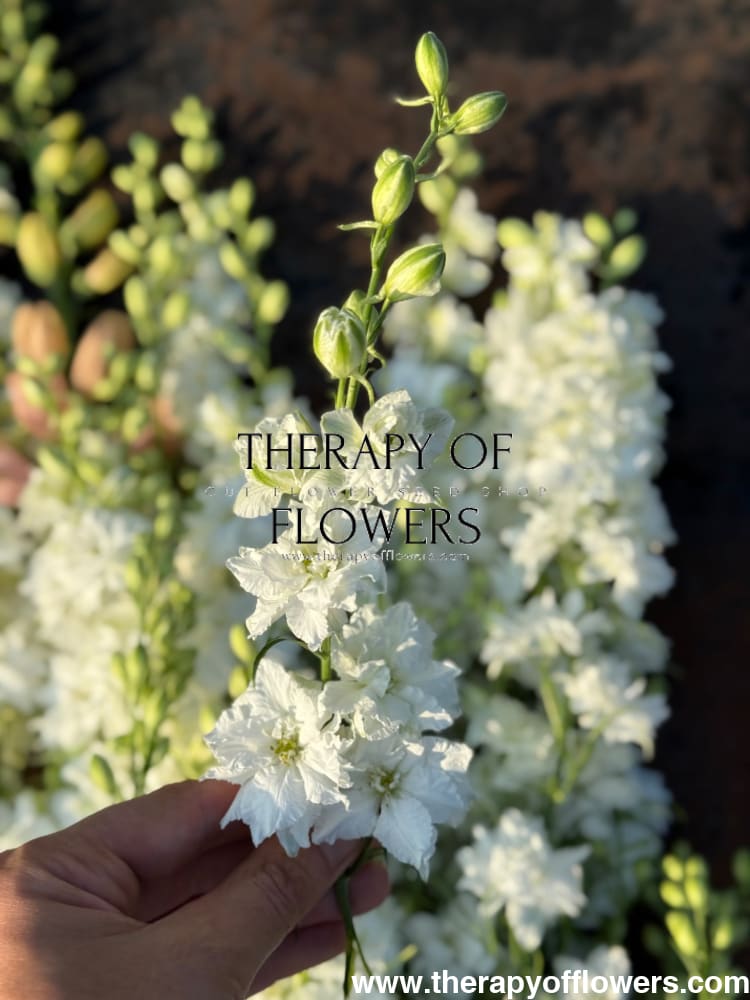 Delphinium consolida QIS® White | Larkspur therapyofflowers.com