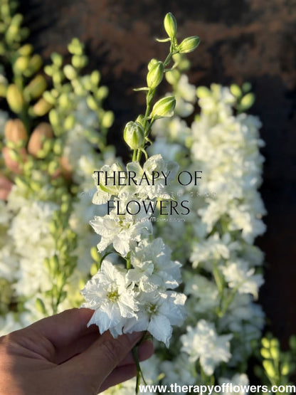 Delphinium consolida QIS® White | Larkspur therapyofflowers.com