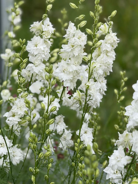 Delphinium consolida QIS® White | Larkspur therapyofflowers.com
