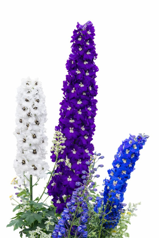 Delphinium elatum Magic Fountains Mix  | Delphinium | Excellent as Cut Flower therapyofflowers.com