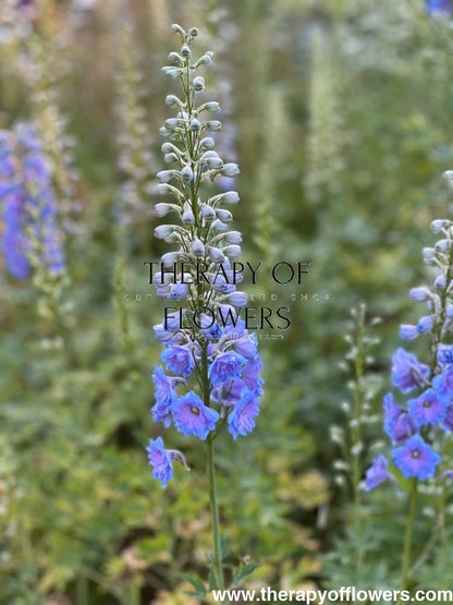 Delphinium elatum Magic Fountains Sky Blue White Bee | Delphinium | Excellent as Cut Flower therapyofflowers.com