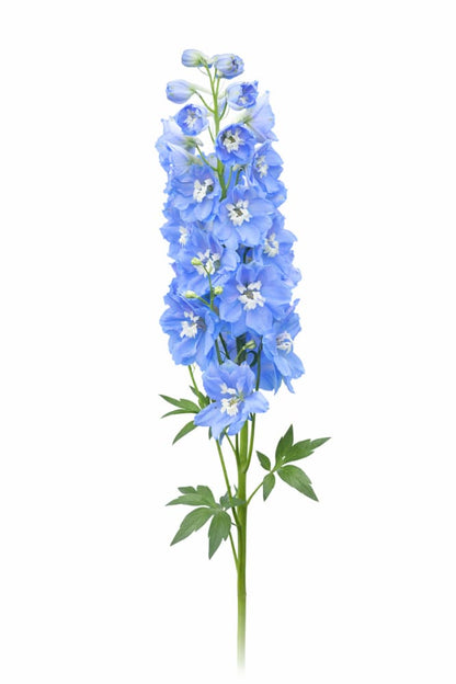 Delphinium elatum Magic Fountains Sky Blue White Bee | Delphinium | Excellent as Cut Flower - 20 seeds / Blue Sky