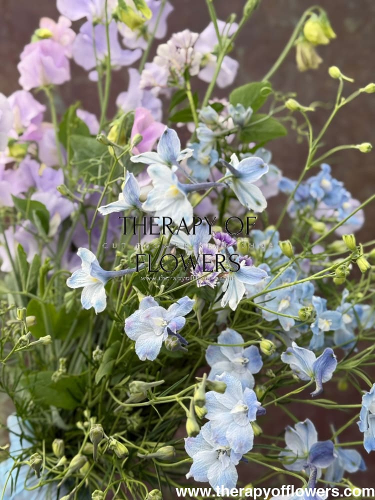 Delphinium grandiflorum Summer Blues® | Siberian larkspur therapyofflowers.com