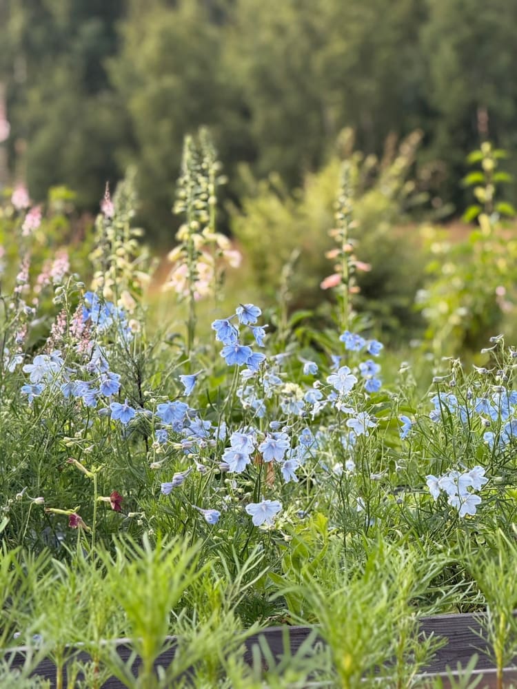 Delphinium grandiflorum Summer Blues® | Siberian larkspur therapyofflowers.com