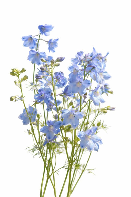 Delphinium grandiflorum Summer Blues® | Siberian Larkspur - 20 seeds / 30–40 cm / Light Blue - Seeds
