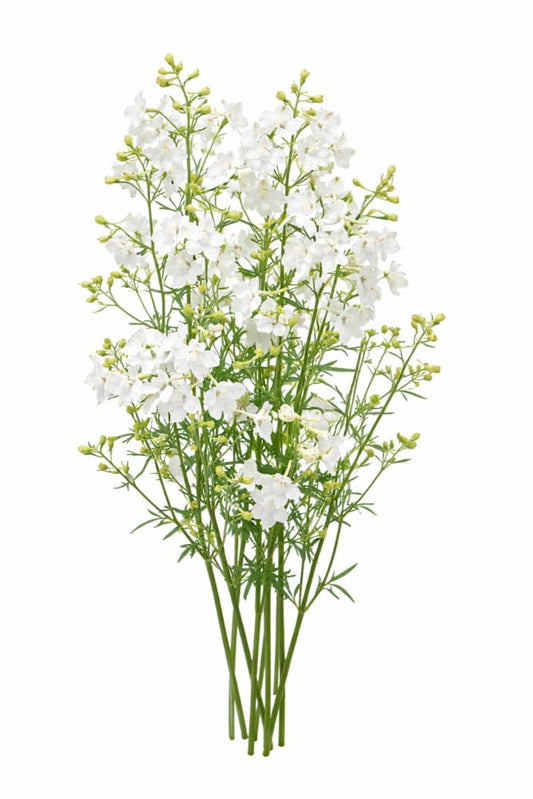 Delphinium grandiflorum Summer Star | Siberian larkspur therapyofflowers.com