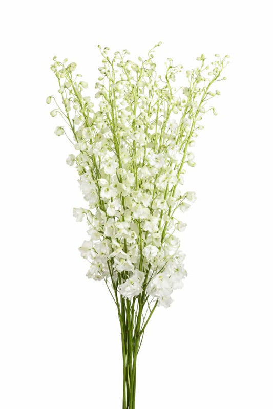 Delphinium hybrida Benary’s Pacific Galahad | Candle Delphinium - 20 seeds / 160 cm / White - Seeds