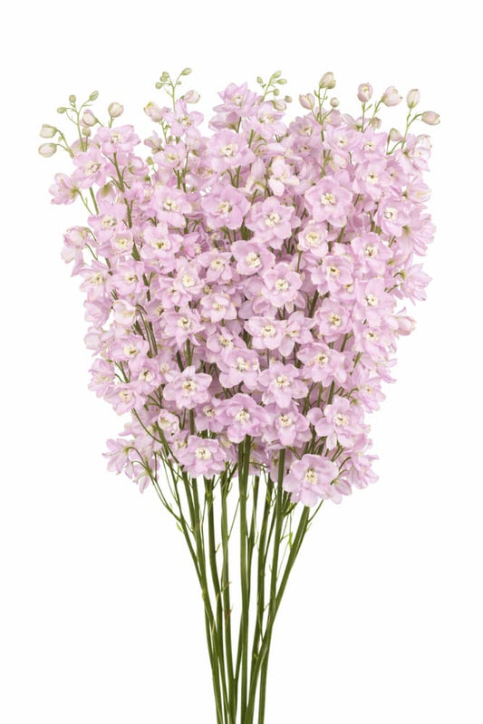 Delphinium hybrida Benary’s Pacific Guinevere | Candle Delphinium - 20 seeds / 150–180 cm / Lavander - Seeds