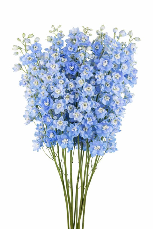 Delphinium hybrida Benary’s Pacific Summer Skies | Candle Delphinium - 20 seeds / 35 cm / Light Blue - Seeds