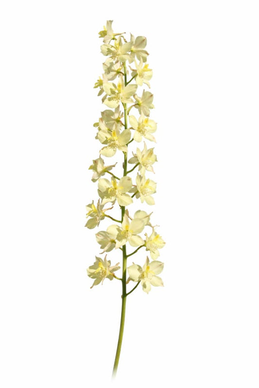 Delphinium semibarbatum Citrina | Zalil therapyofflowers.com
