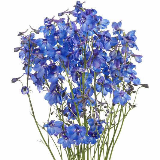 Delphinium x belladonna Blue Shadow® | Candle larkspur - 30 seeds / Deep blue - Seeds