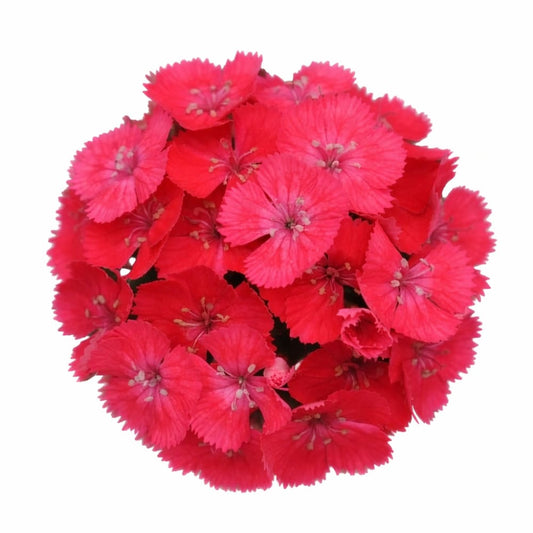 Dianthus barbatus Sweet™ Coral | Sweet William | Pelleted therapyofflowers.com