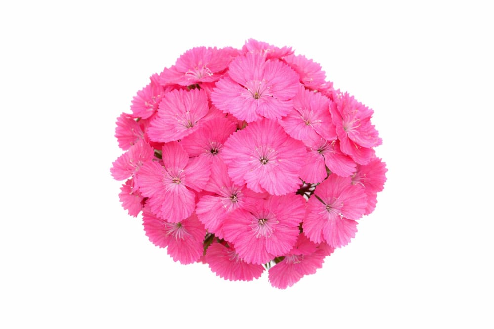 Dianthus barbatus Sweet™ Deep Pink Maxine F1 | Sweet William | Pelleted - 20 seeds / Pelleted / Deep Pink Maxine - seeds