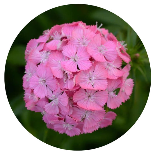 Dianthus barbatus Sweet Deep Pink Maxine therapyofflowers.com
